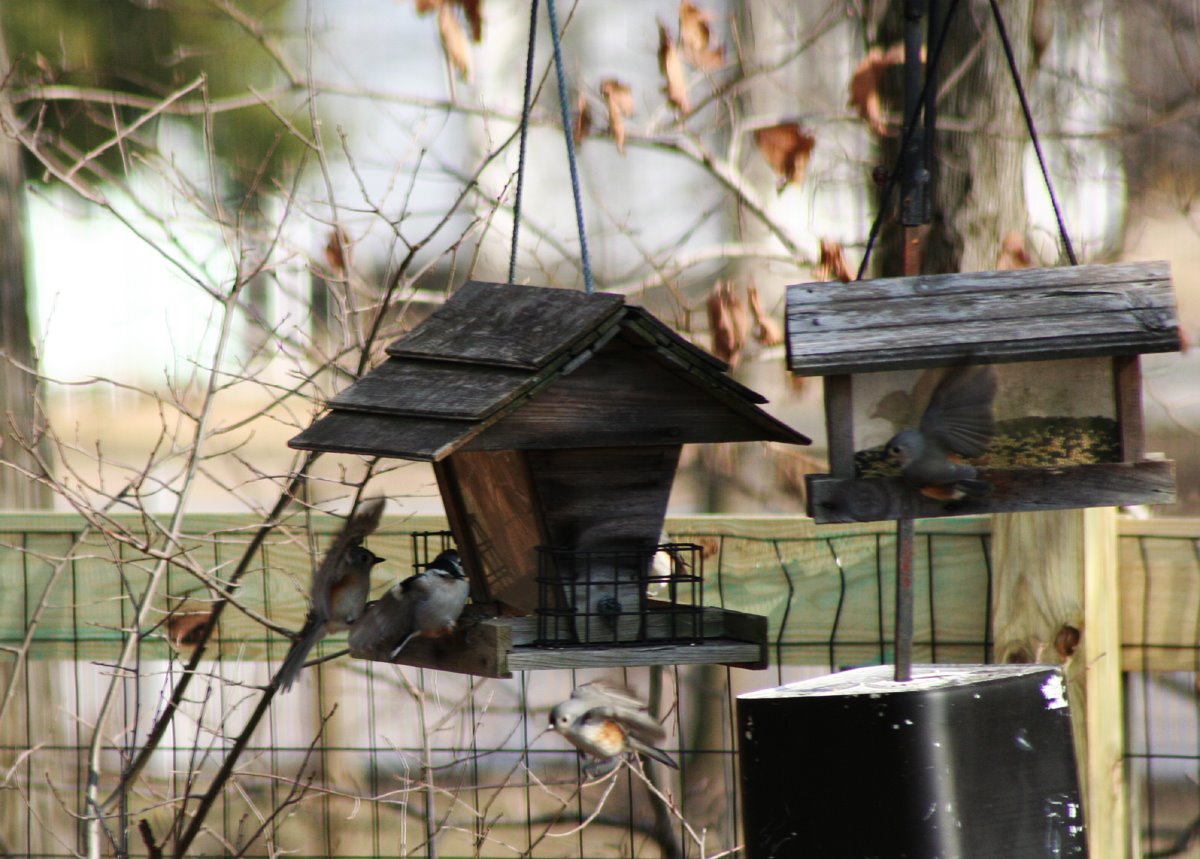 [titmice_action.jpg]