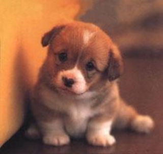 [cute_puppy.JPG]