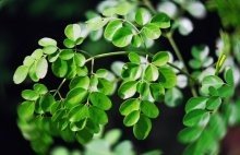 [moringa.jpg]