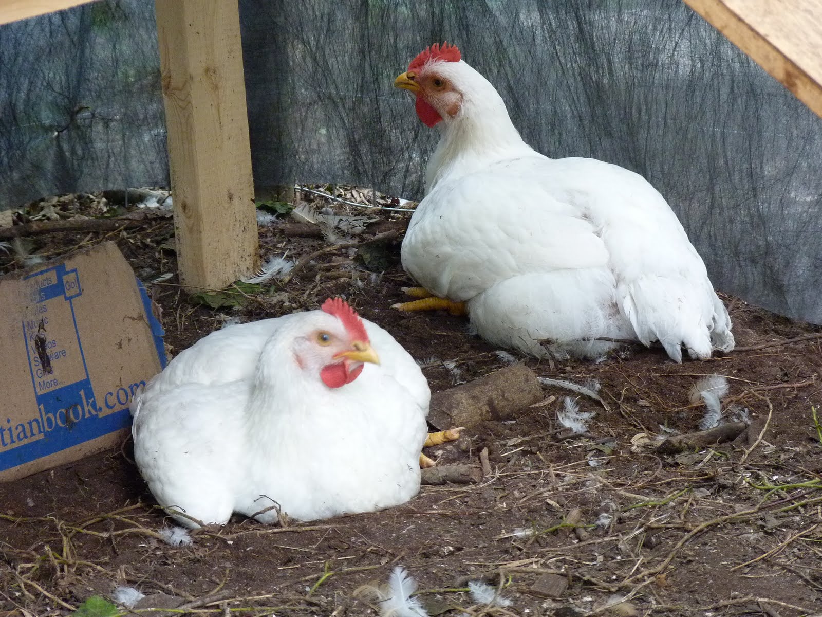 Thoughts From The Two Of Us Home Grown Chicken!