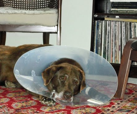 cone of shame. as the quot;Cone of Shame.