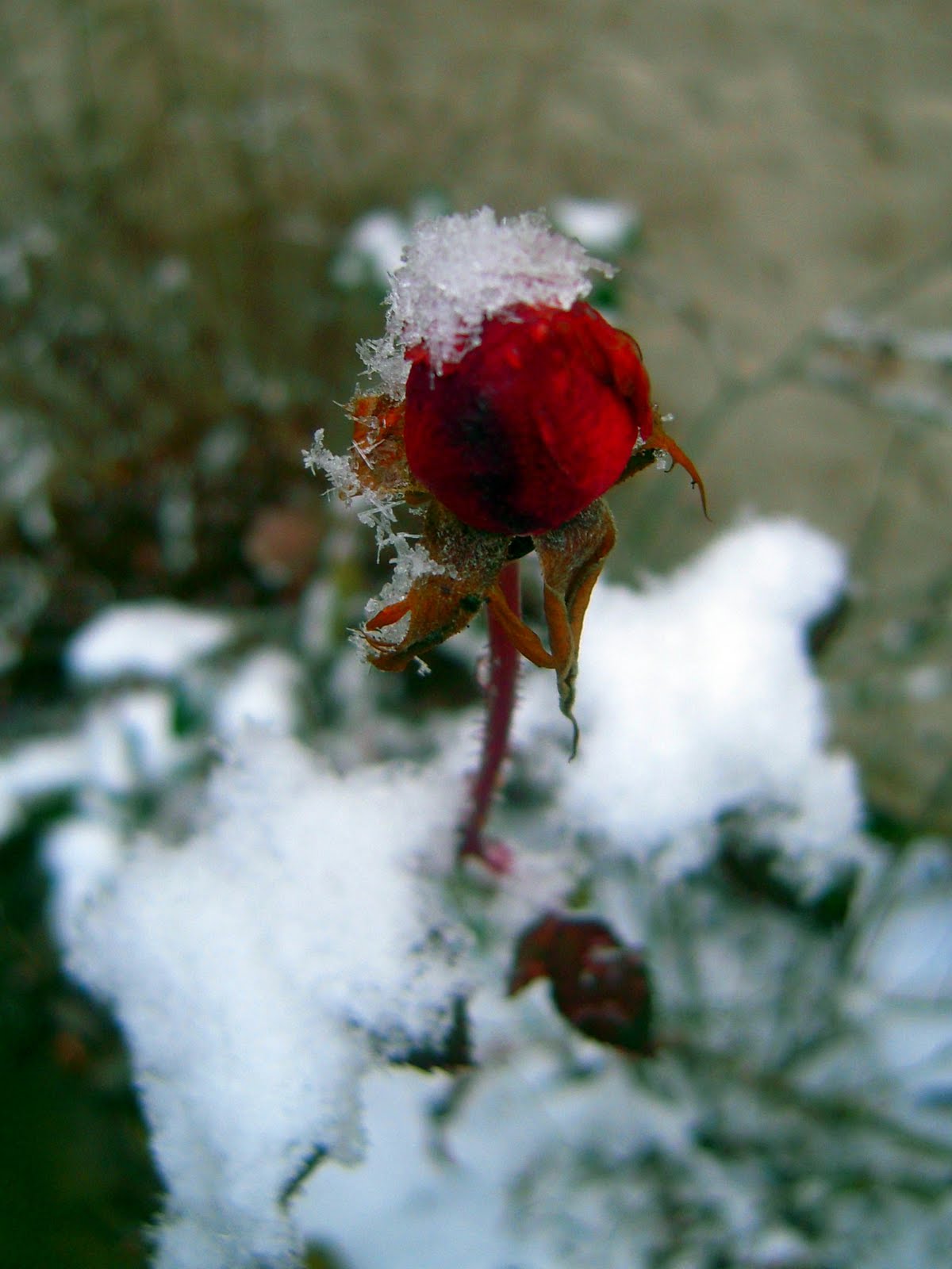 [snow+rose.jpg]