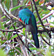 AVE PILLKU (Ketzal huanuqueño)