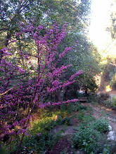 California Native Garden