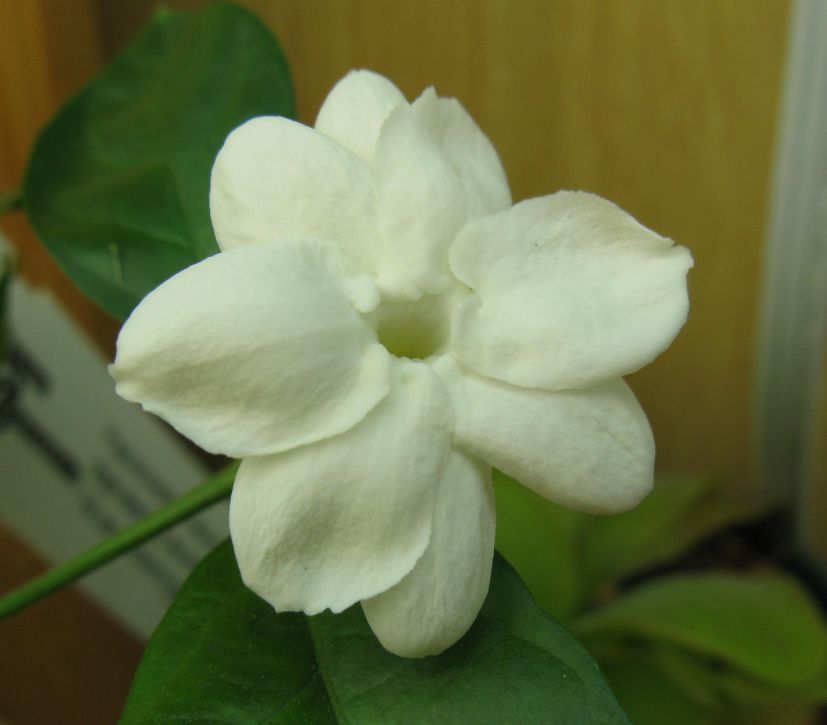 [Jasmine+Flower.jpg]