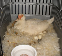 [blog_duck.jpg]