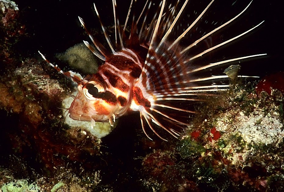 zebra turkey fish zebra turkey fish