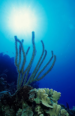 Caribbean reef scene Caribbean reef scene