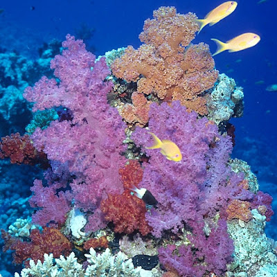 Nephtheid soft corals on a Red Sea reef Nephtheid soft corals in the Red Sea