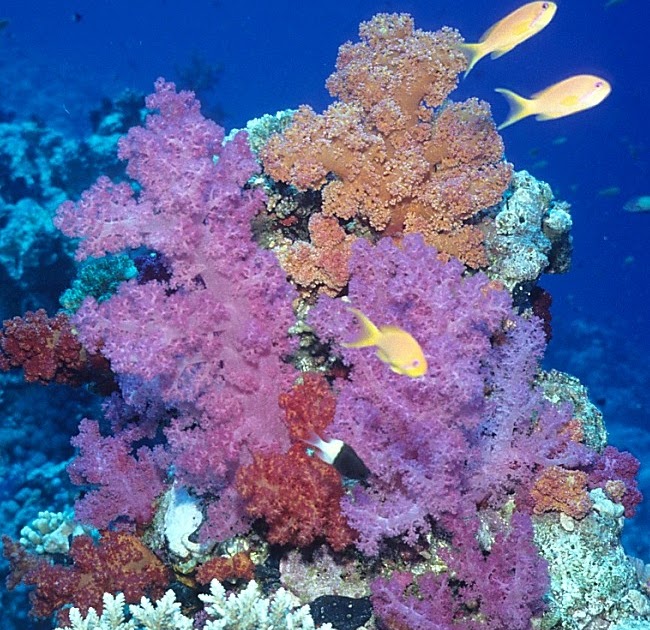 The Right Blue Corals of Many Colors The Nephtheidae Family