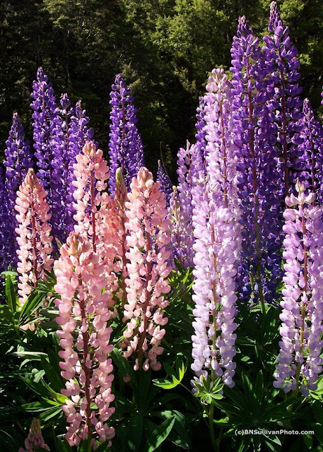 Russell Lupins