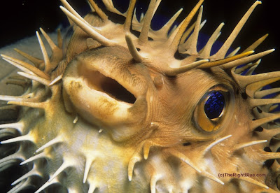 Diodon Holocanthus