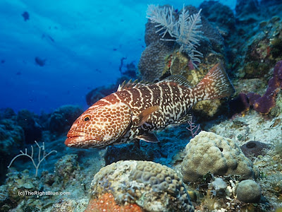 Tiger Grouper (Mycteroperca tigris)