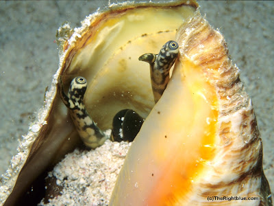 Eyestalks and proboscis of the Queen Conch (Strombus giagas) Strombus gigas