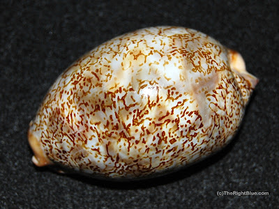An Arabian Cowrie (Cypraea arabica), from the Red Sea Arabian Cowrie (Cypraea arabica), from the Red Sea