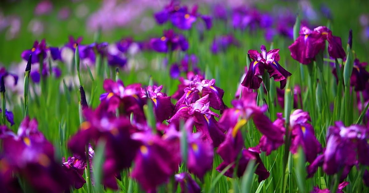 Green Girly Zone 3 Flowers Iris