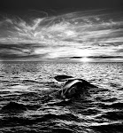 Ballenas en Patagonia