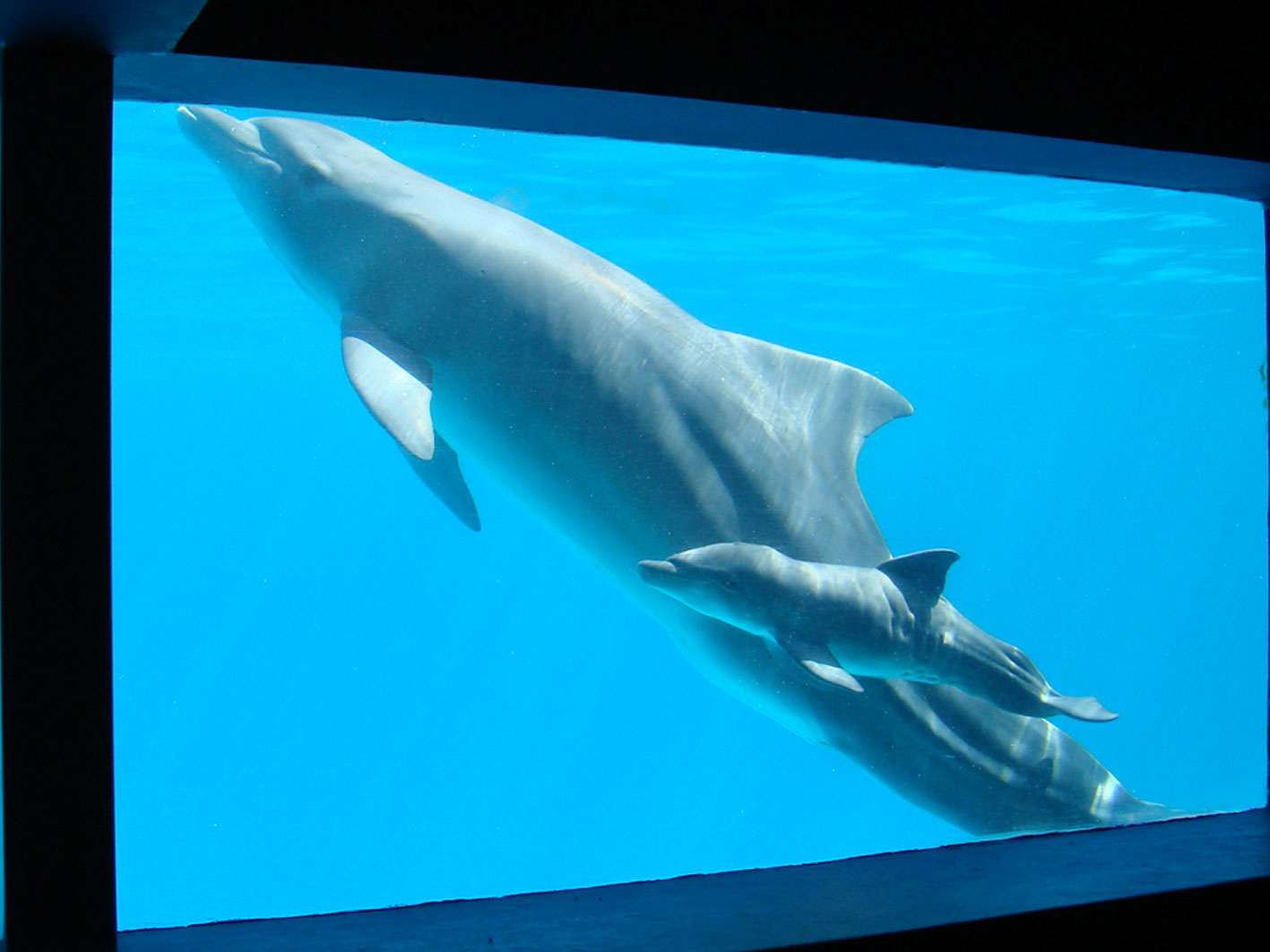 [Estrella-con-delf.jpg]