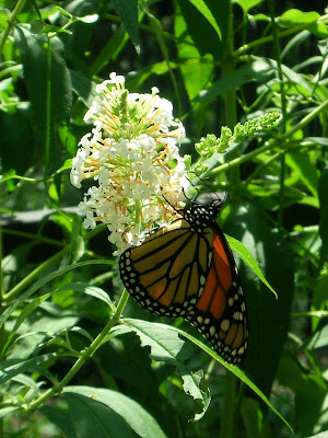 Butterfly Nectar