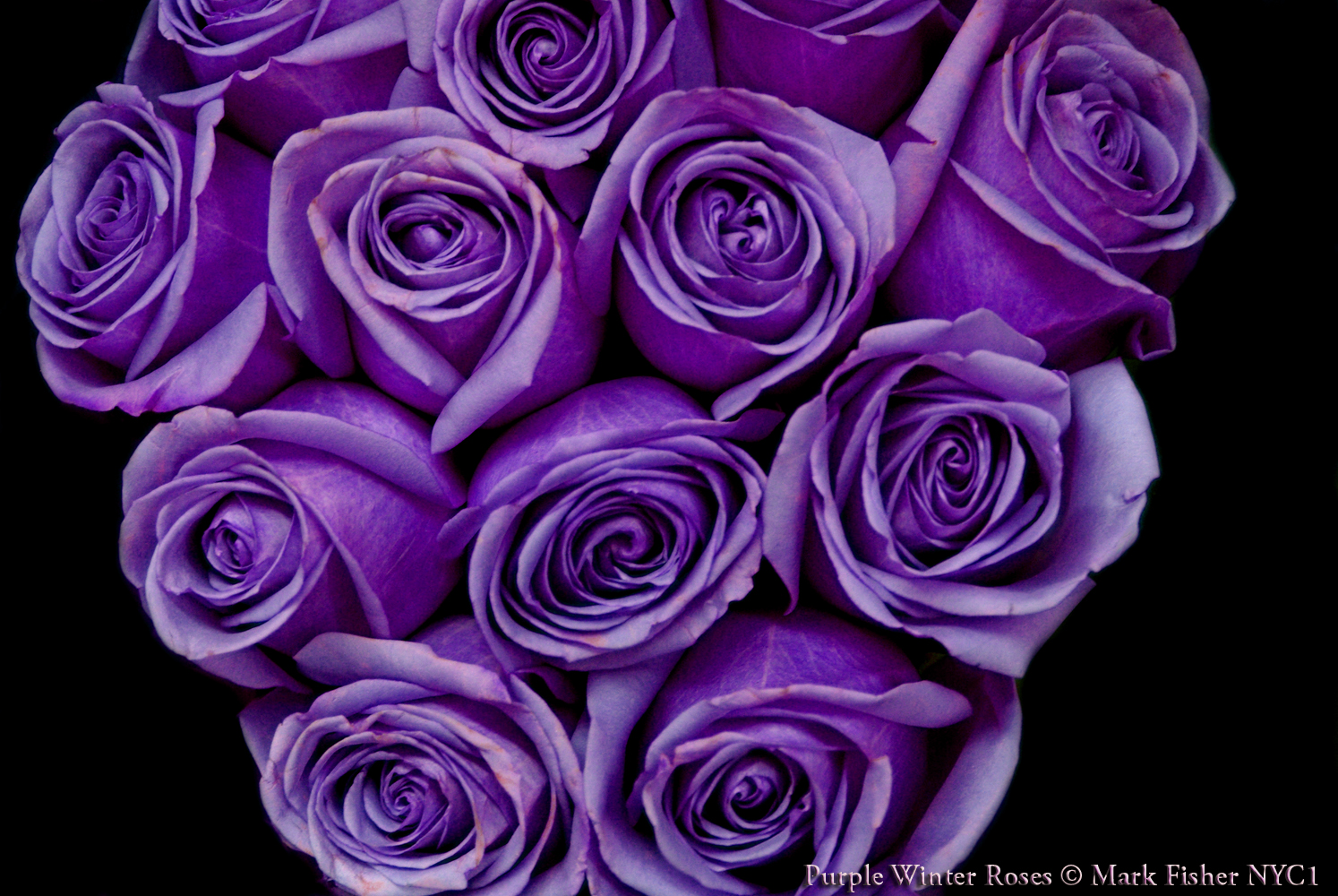 purple winter roses flowers design wallpaper