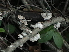 Wild Mushrooms/Fungi