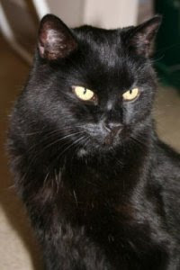 Our Furriend, Scooter