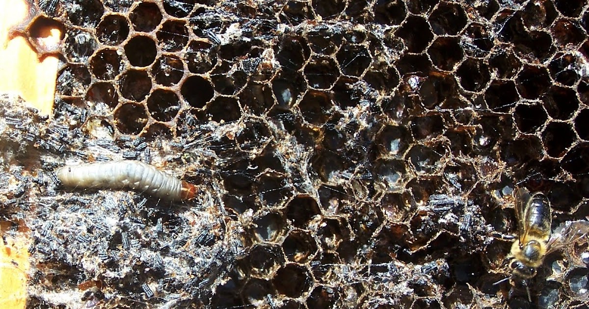 The Peace Bee Farmer Wax Moths are Destructive