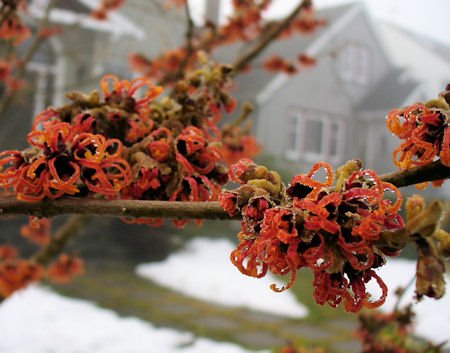 [WitchHazel.jpg]
