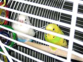 My Birds