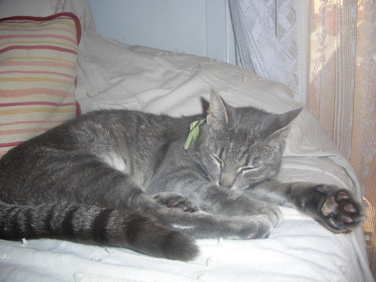 Kitty