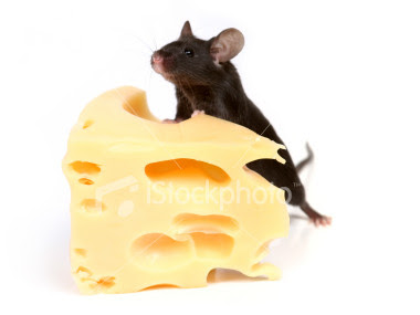 cheese with mouse
