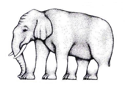 Quantas patas têm o elefante?