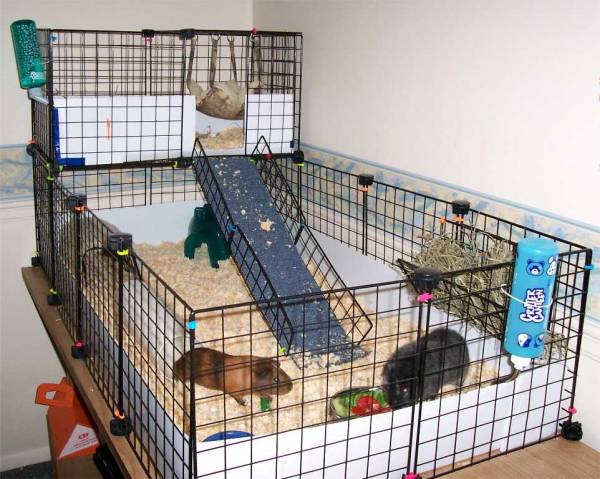two guinea pig cages Images