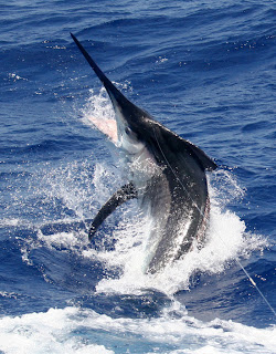 LATEST MARLIN FISHING ACTION OCT 07 | Cairns Marlin Fishing | Black