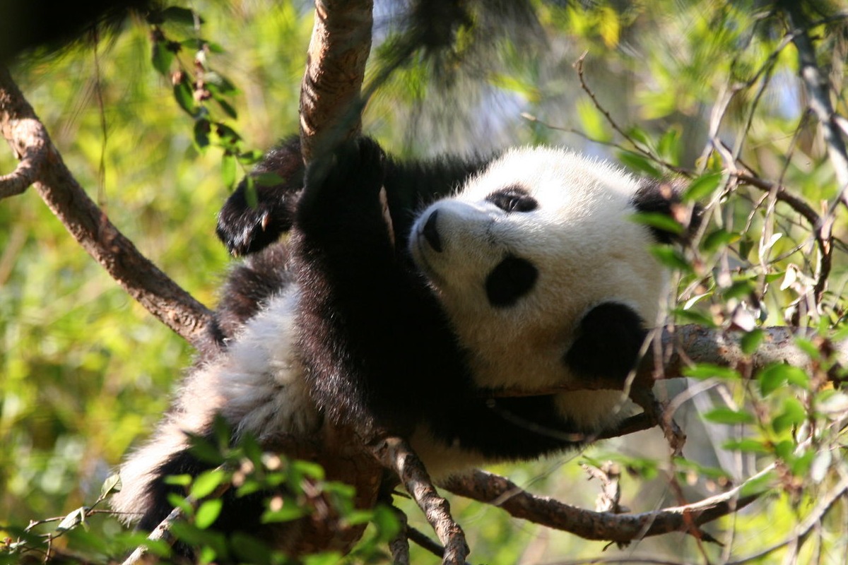 Cute Pandas Pictures