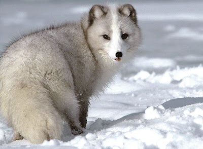 สุนัขจิ้งจอกอาร์กติก นักล่าตัวน้อยแห่งขั้วโลกเหนือ