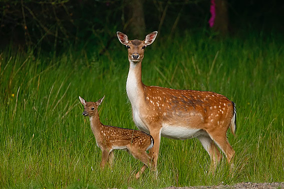 carnivora fallow deer dama