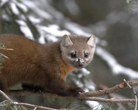 pine20marten20on20branch20side20view.jpg