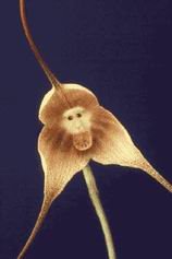 [orquidia+macaco+2.bmp]