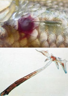 Feeder Guppy Worm Epidemic