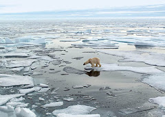 Drowning Polar Bears