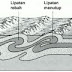 Geologi Struktur