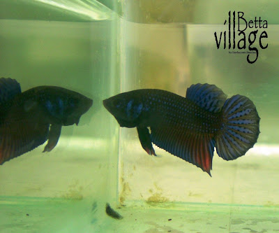 betta village