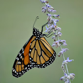 Save the Monarchs ~