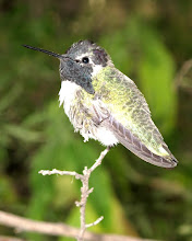 Hummingbird