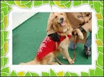 Norcal Golden Retriever Rescue Newsletter