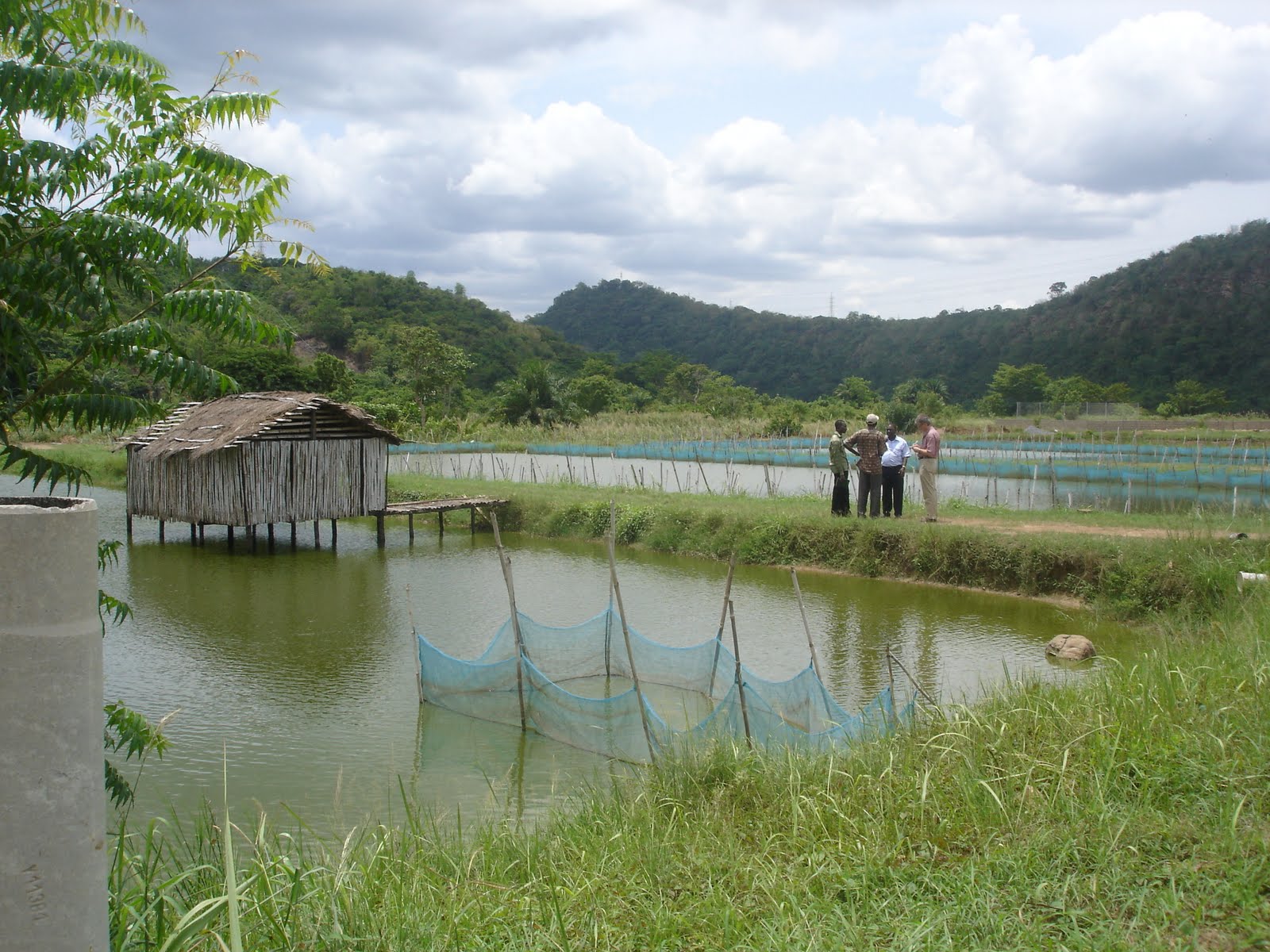 Tilapia Fish Farming In Ghana