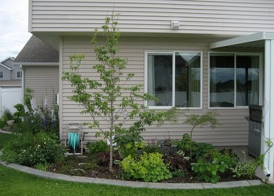 Pink+dogwood+tree+diseases