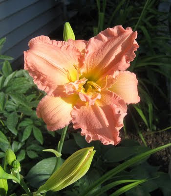 daylily wedding bouquet. from Oakes Daylilies