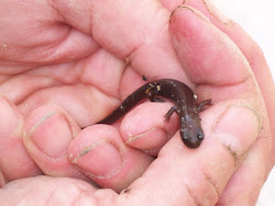 Inyo Mountain Slender Salamander